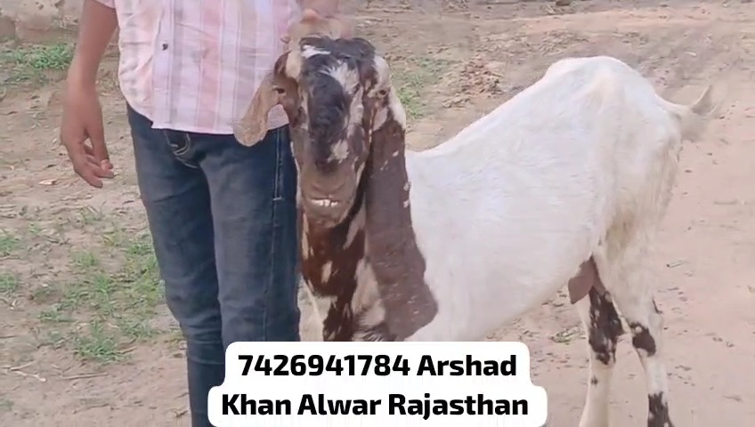 bakra image