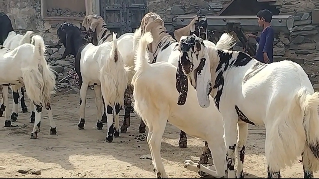 bakra image