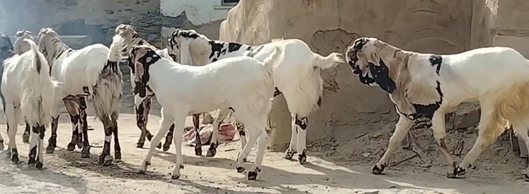 bakra image