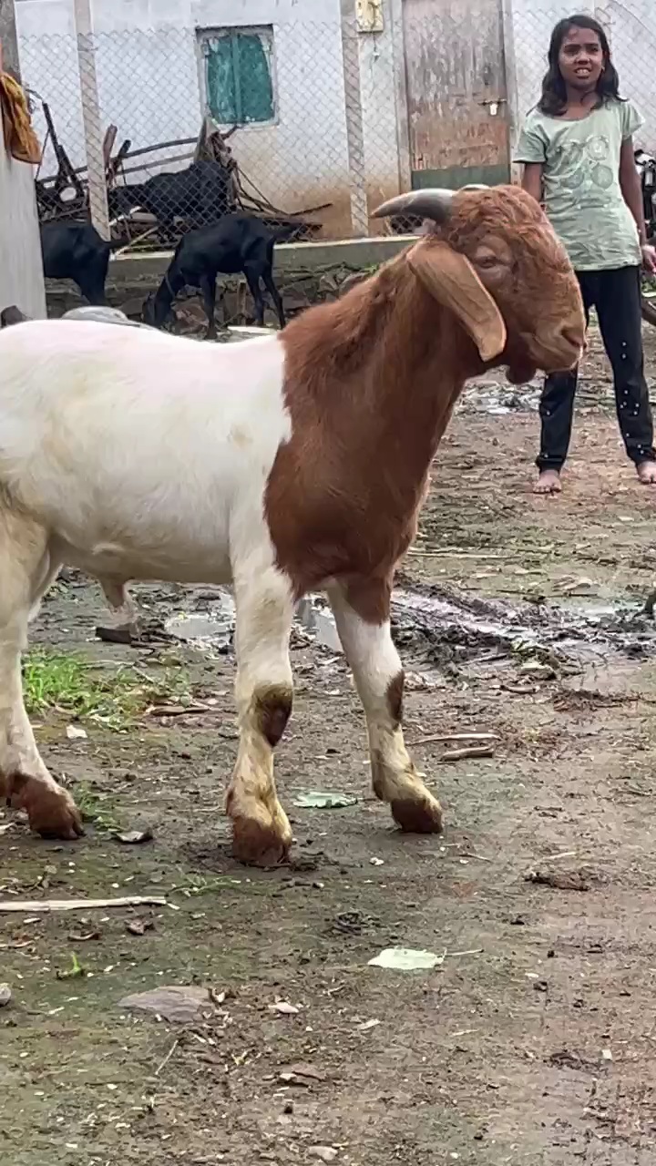 bakra image