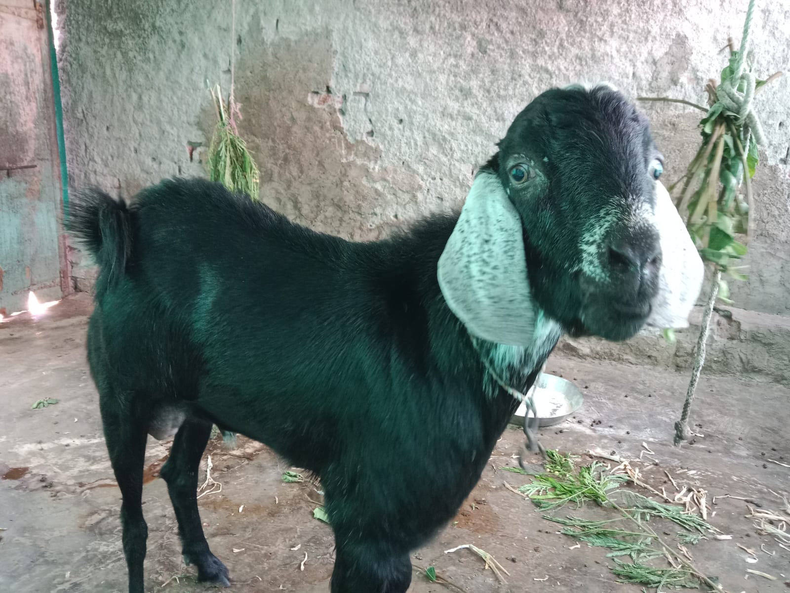 bakra image