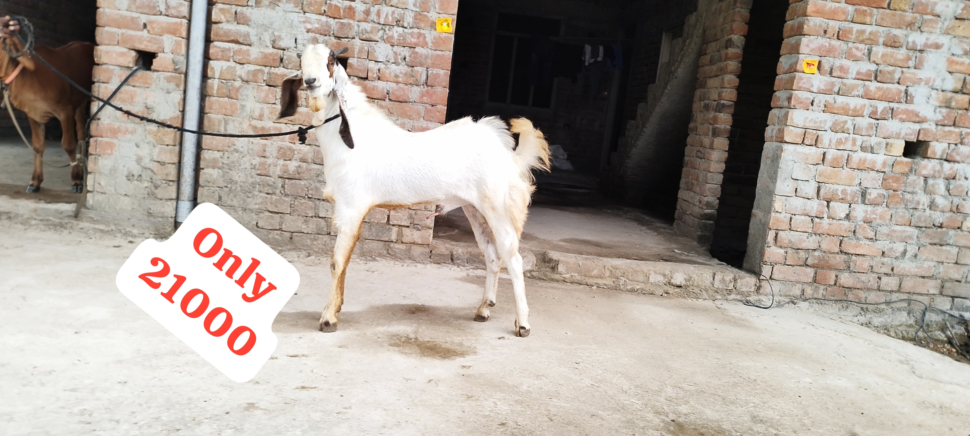 bakra image