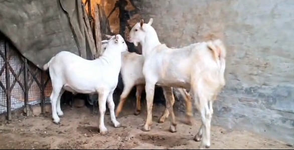 bakra image