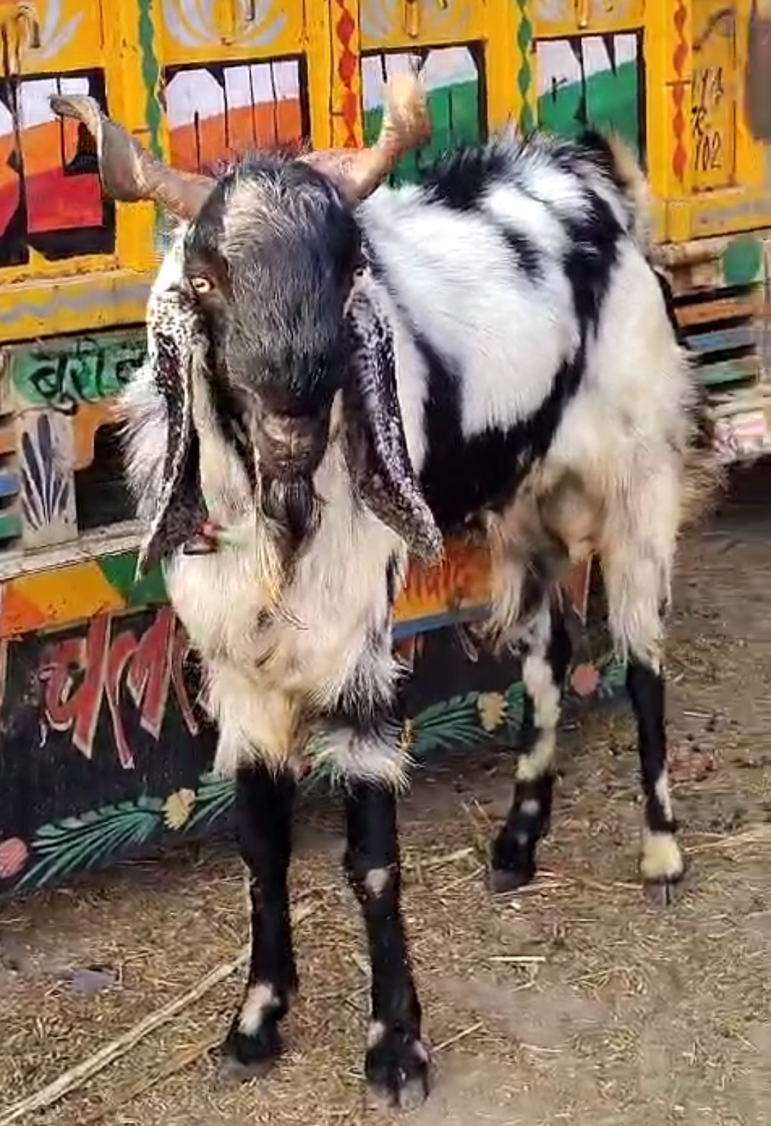bakra image