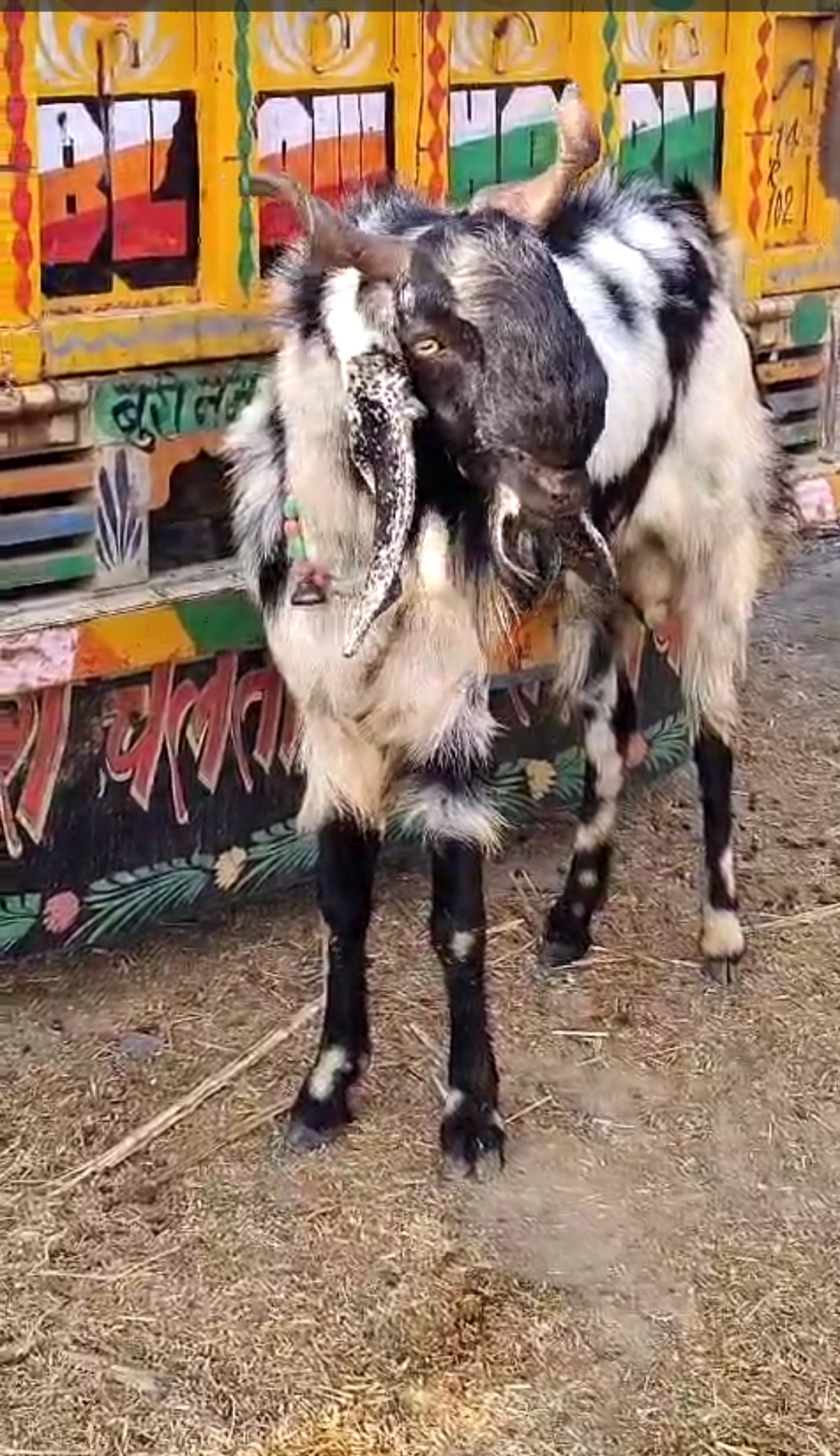 bakra image