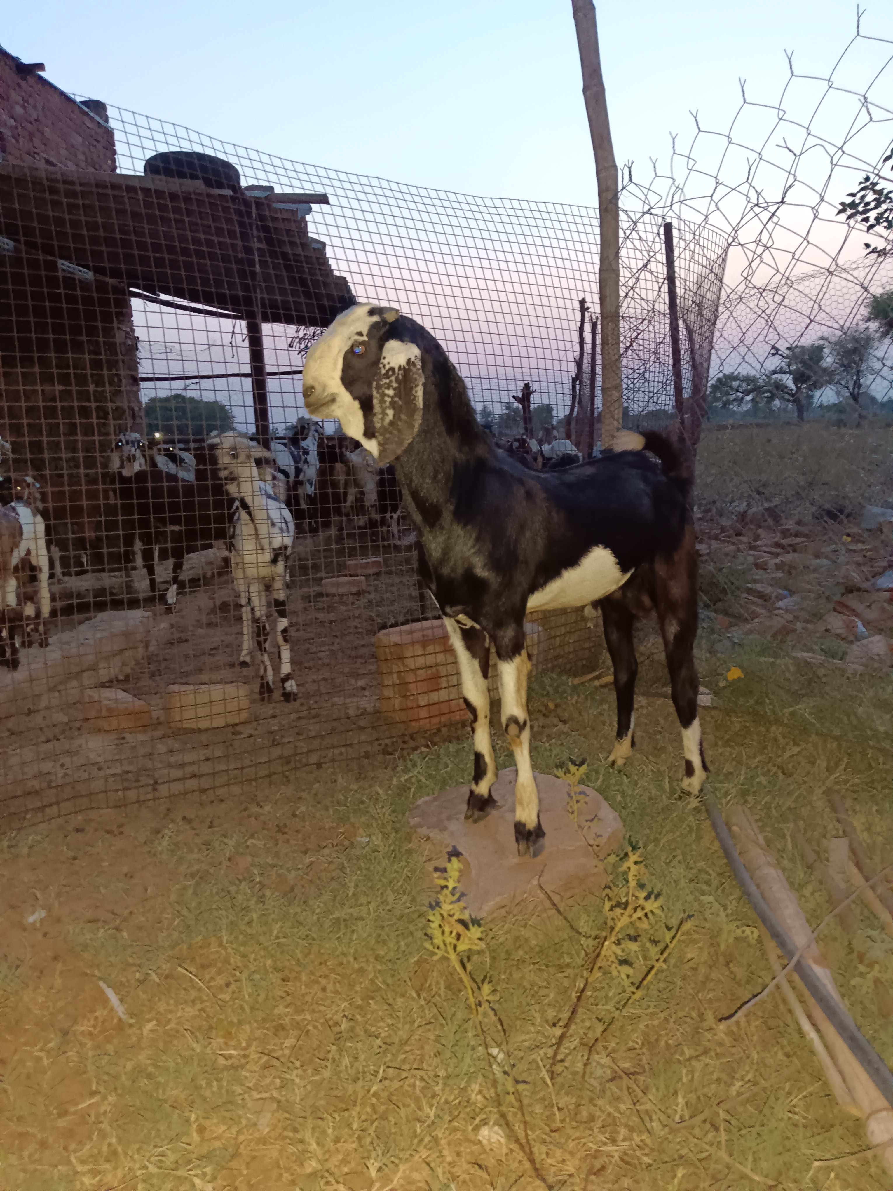 bakra image