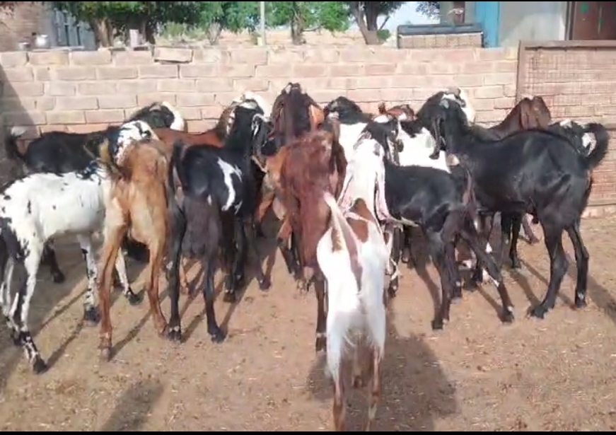 bakra image