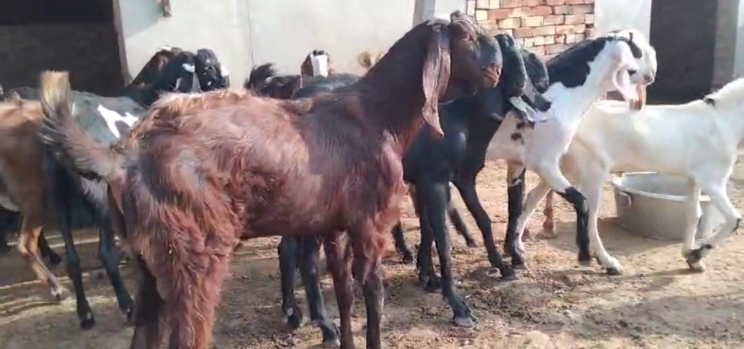 bakra image