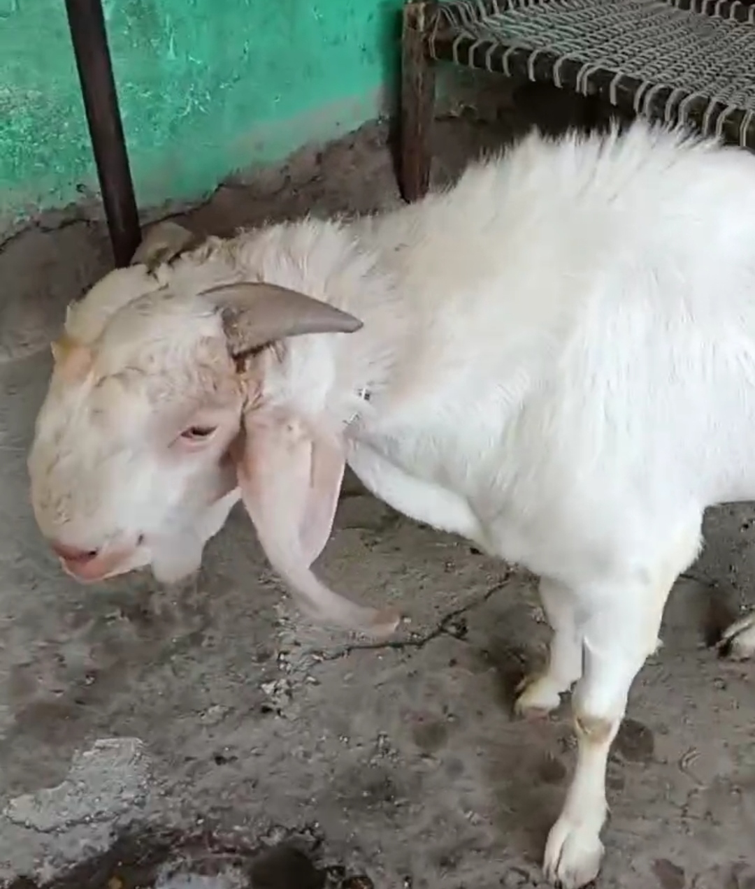 bakra image