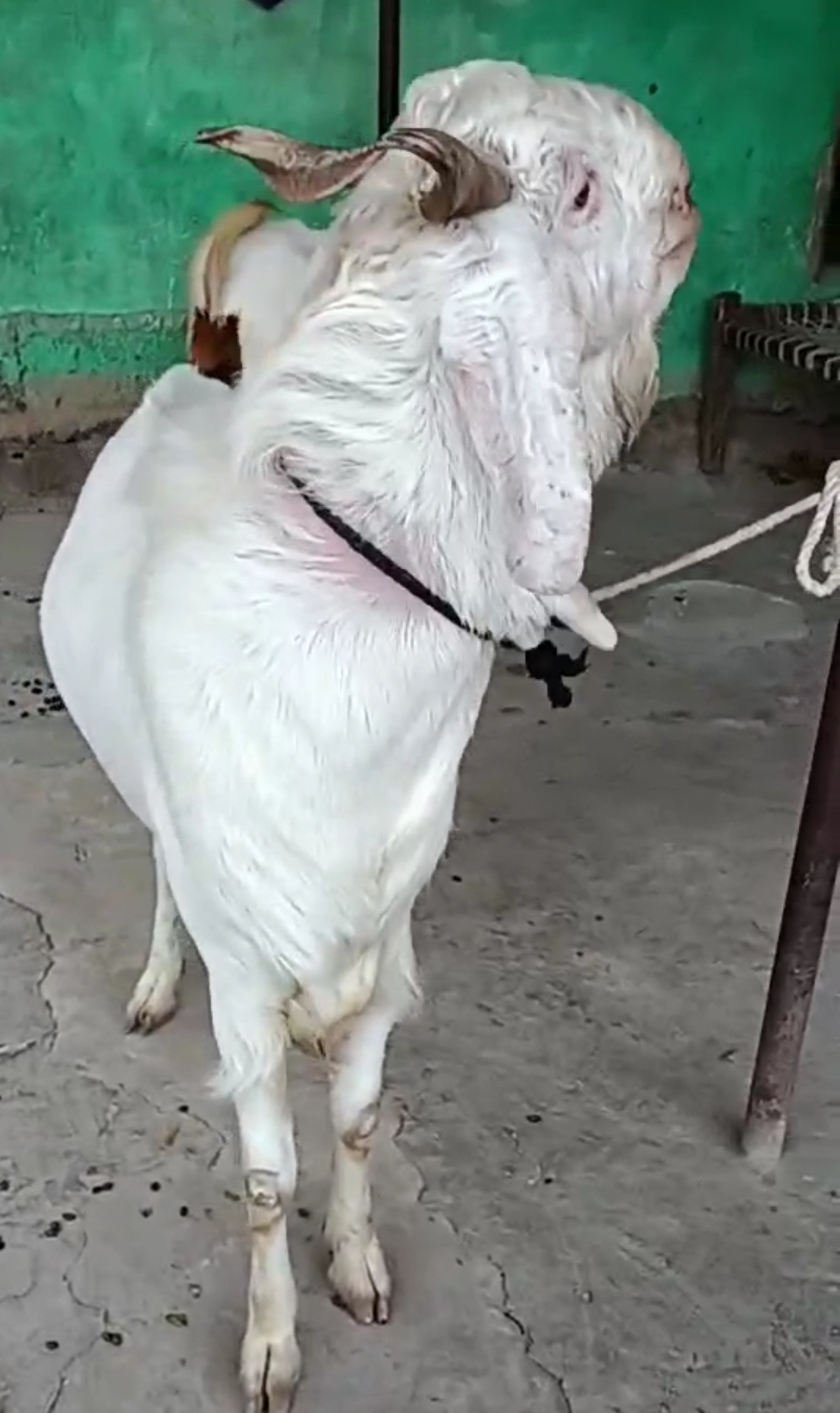 bakra image