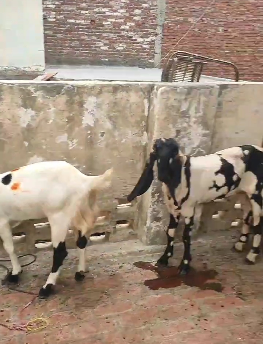 bakra image