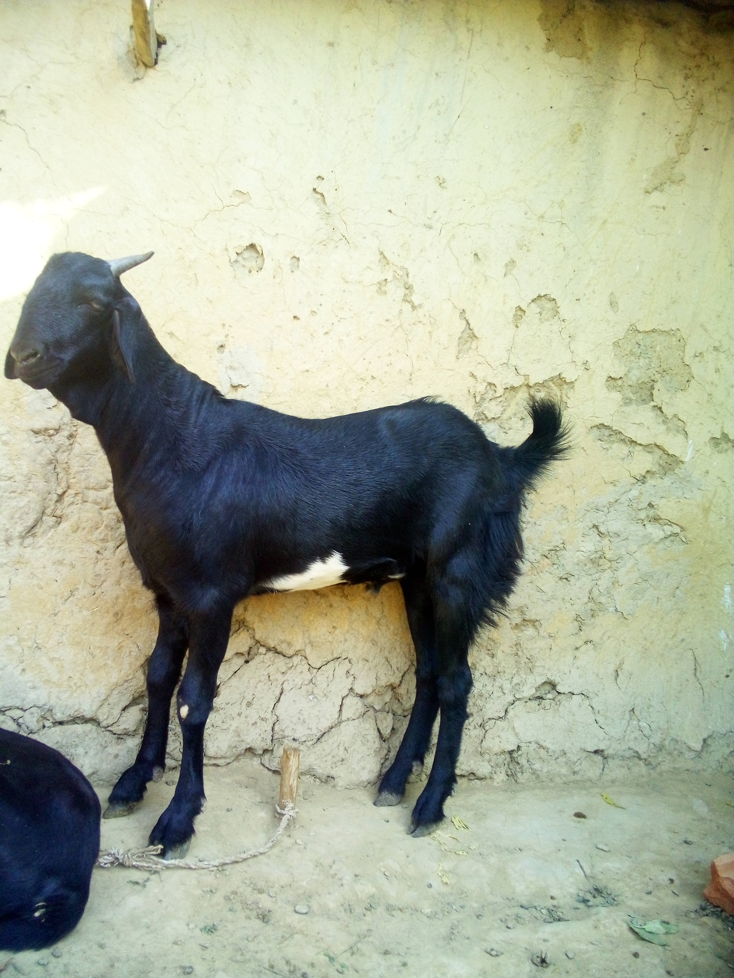 bakra image