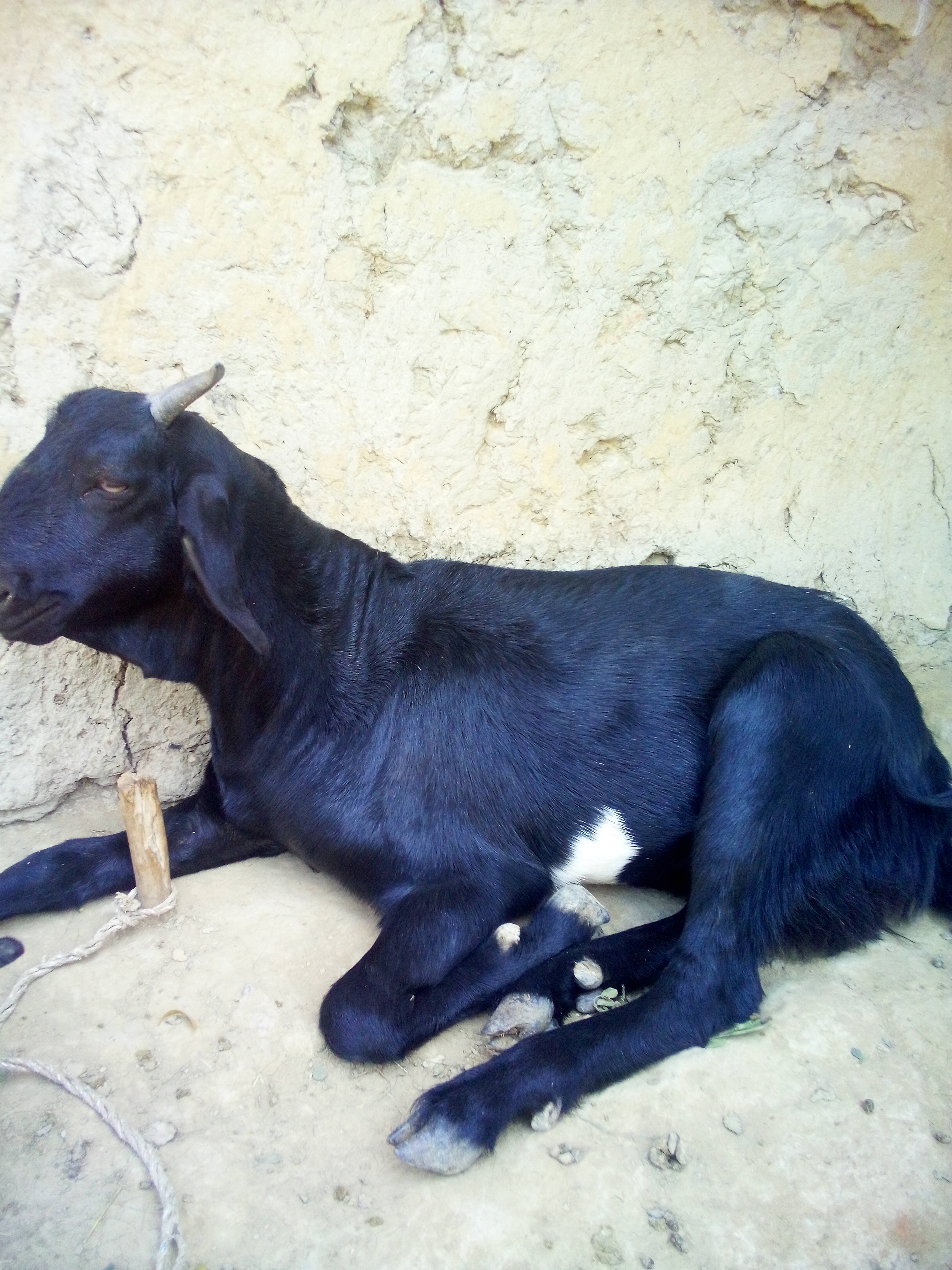 bakra image