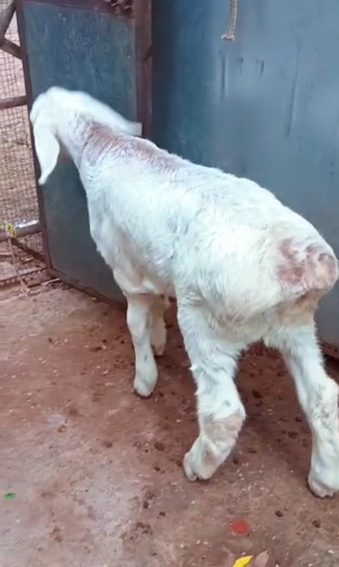 bakra image
