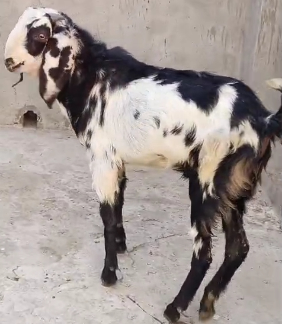 bakra image