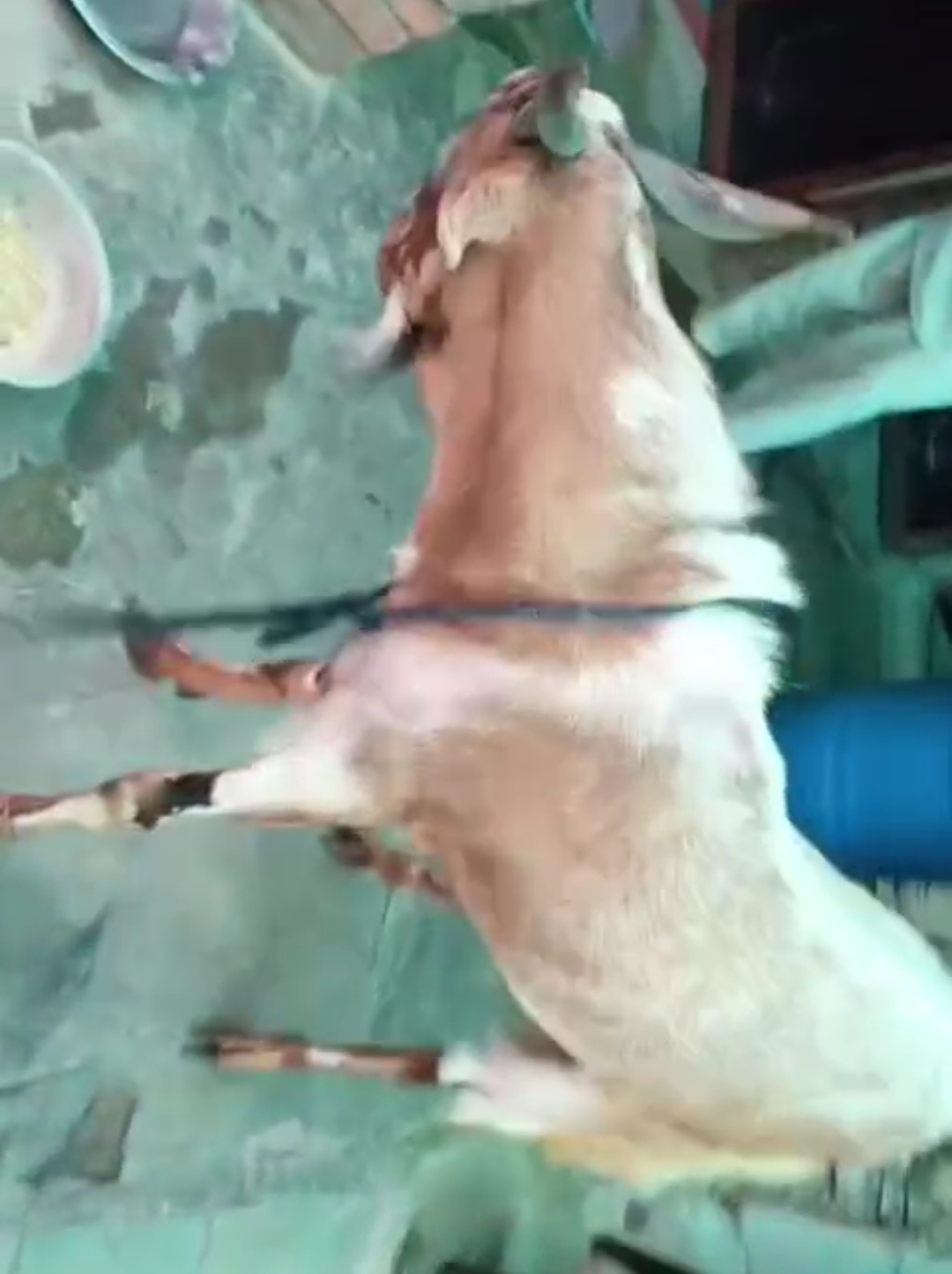 bakra image