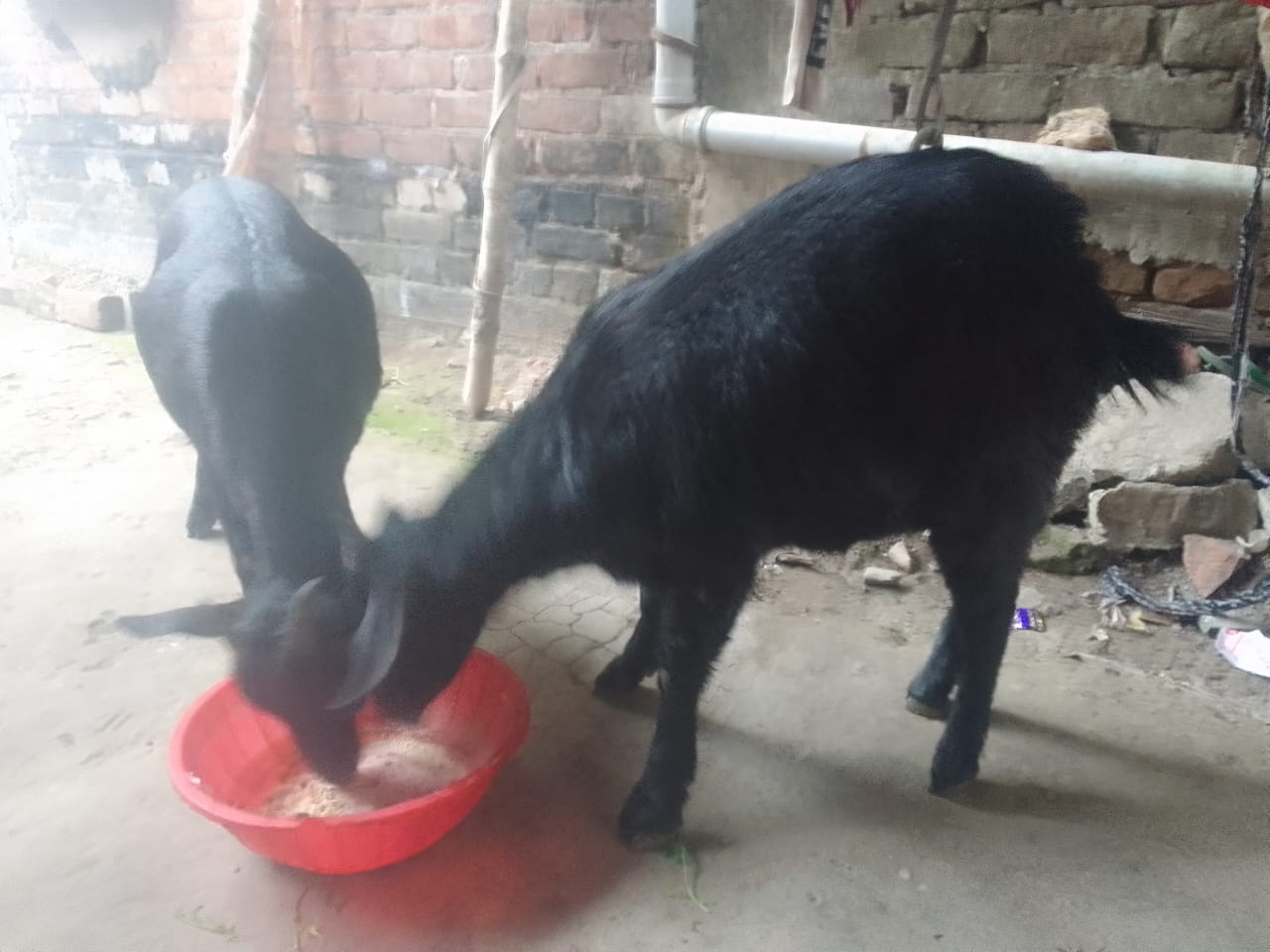 bakra image