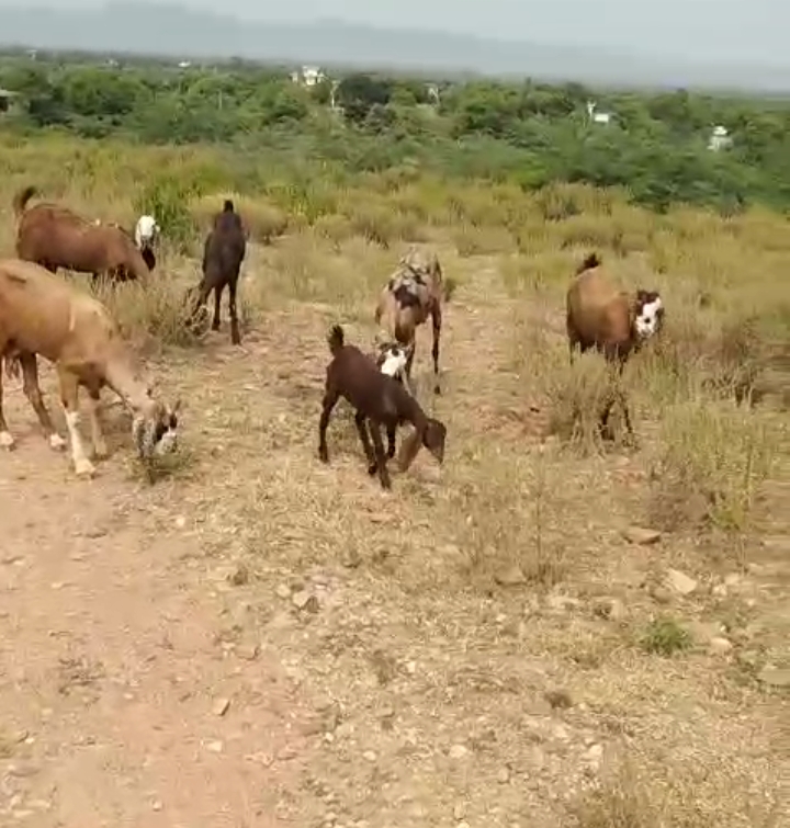 bakra image