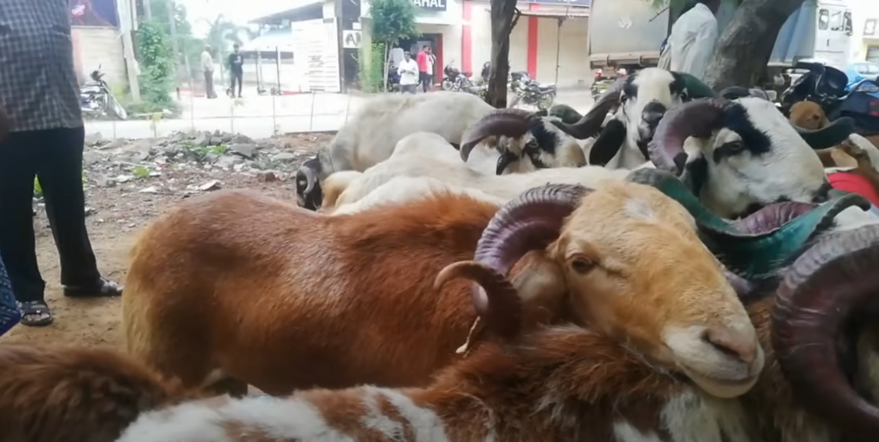 bakra image