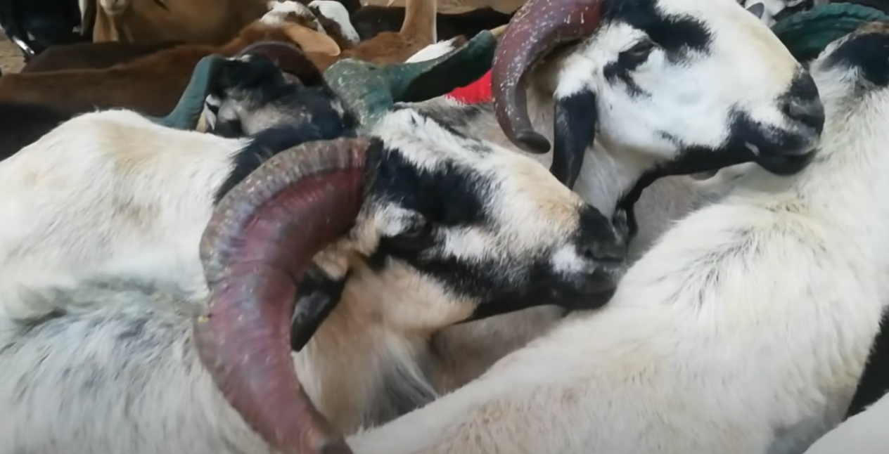 bakra image