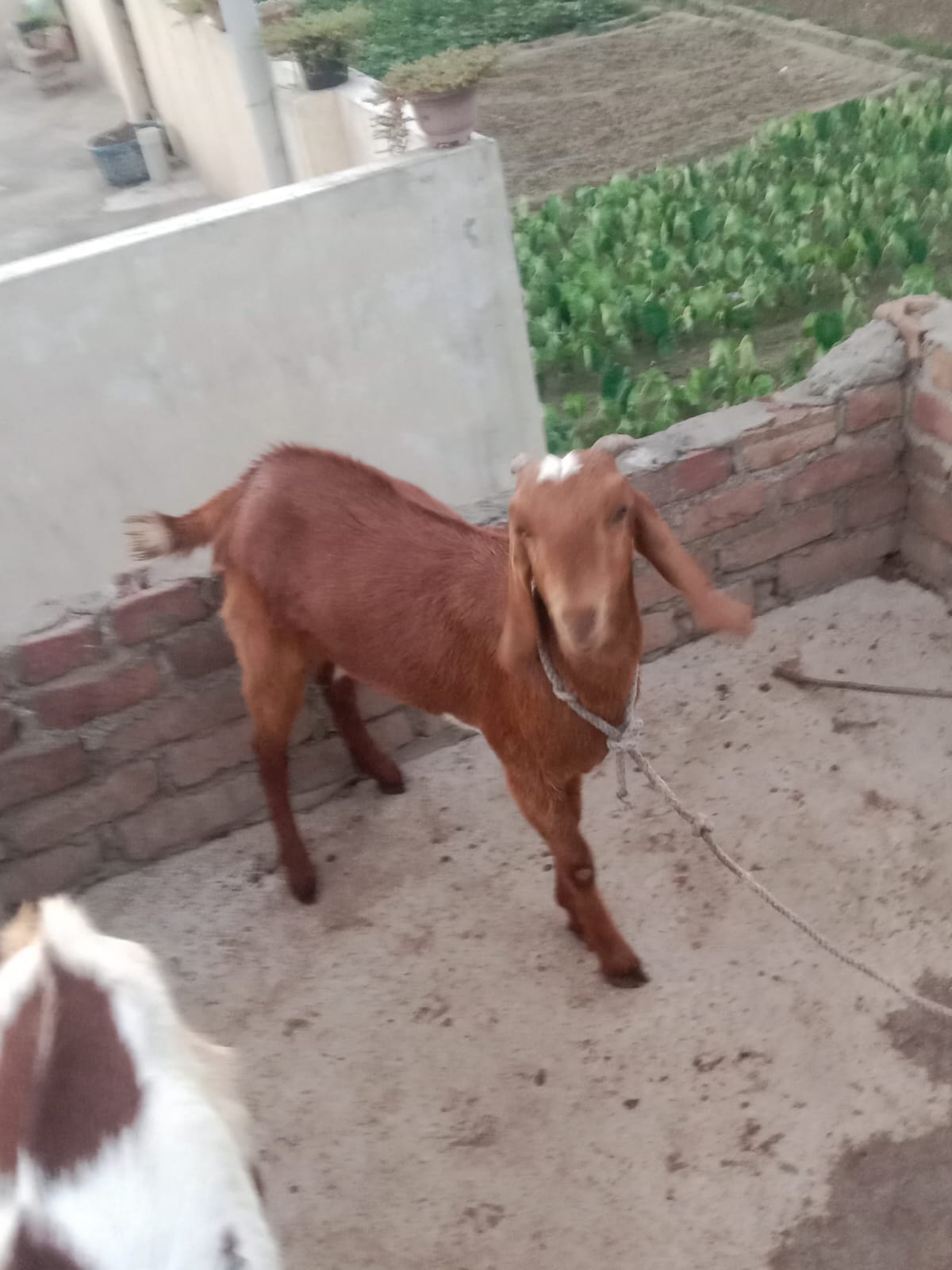 bakra image