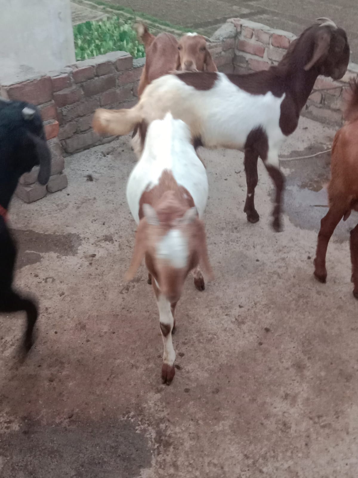 bakra image