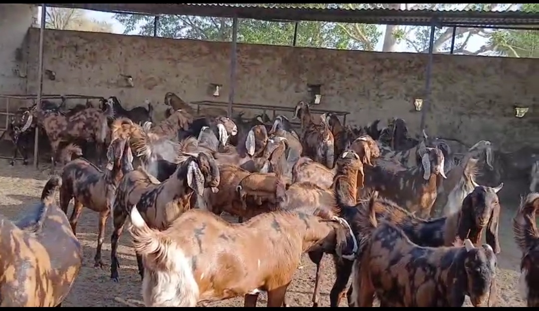 bakra image