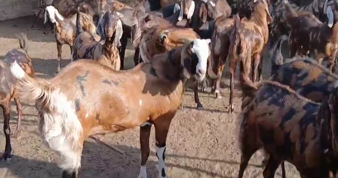 bakra image