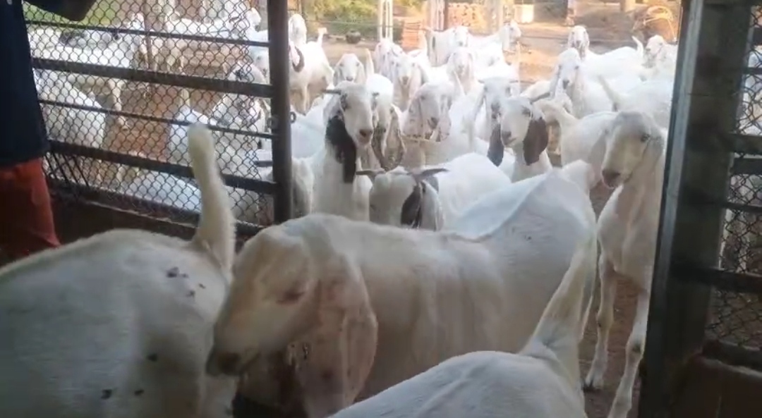 bakra image