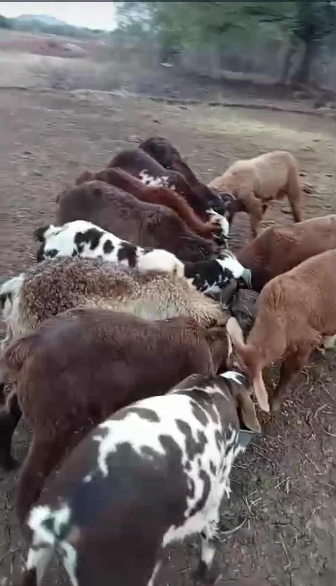 bakra image