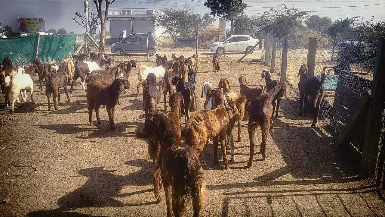 bakra image