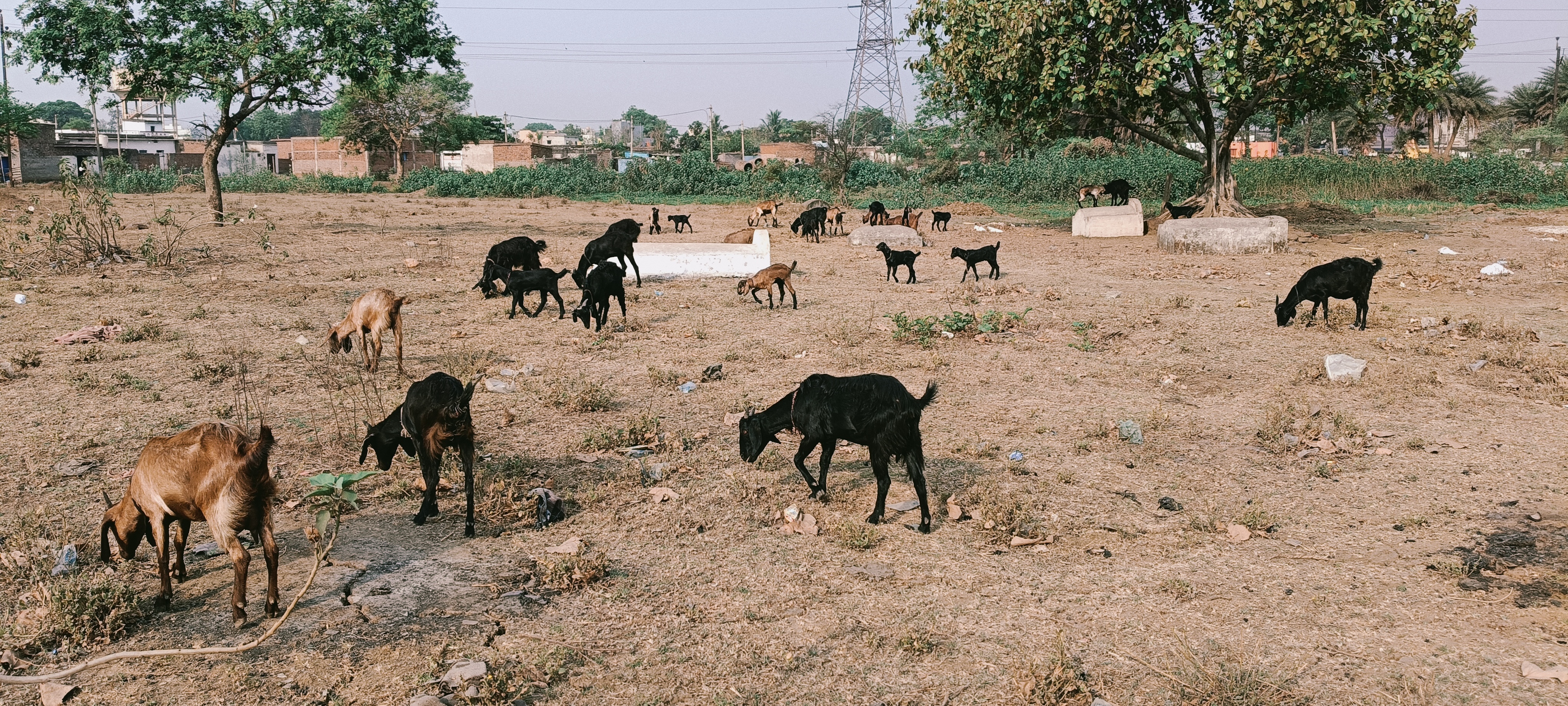 bakra image