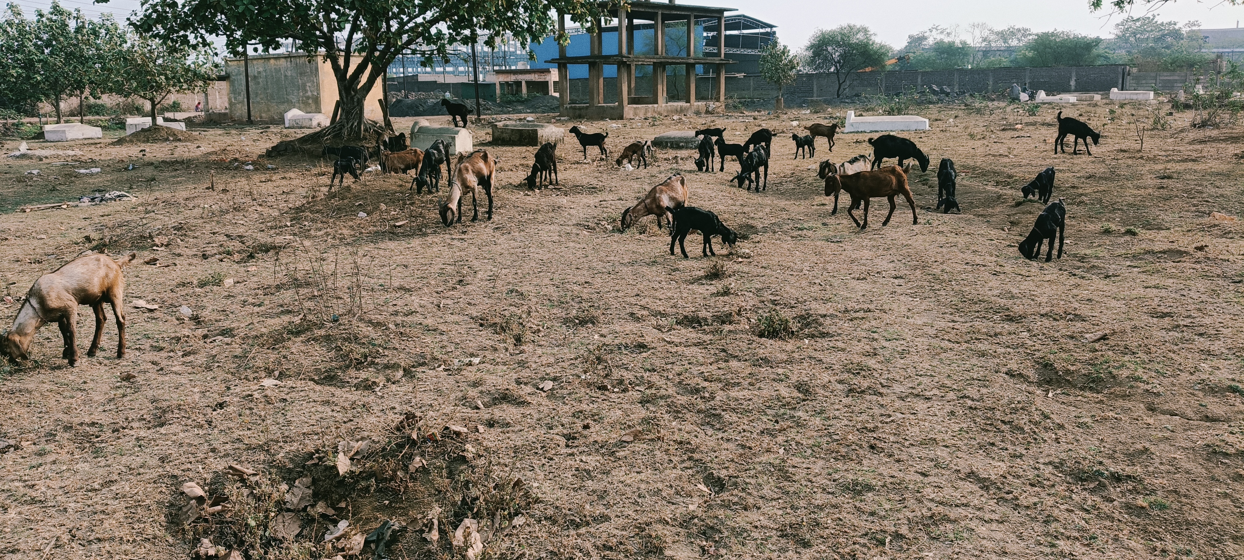bakra image