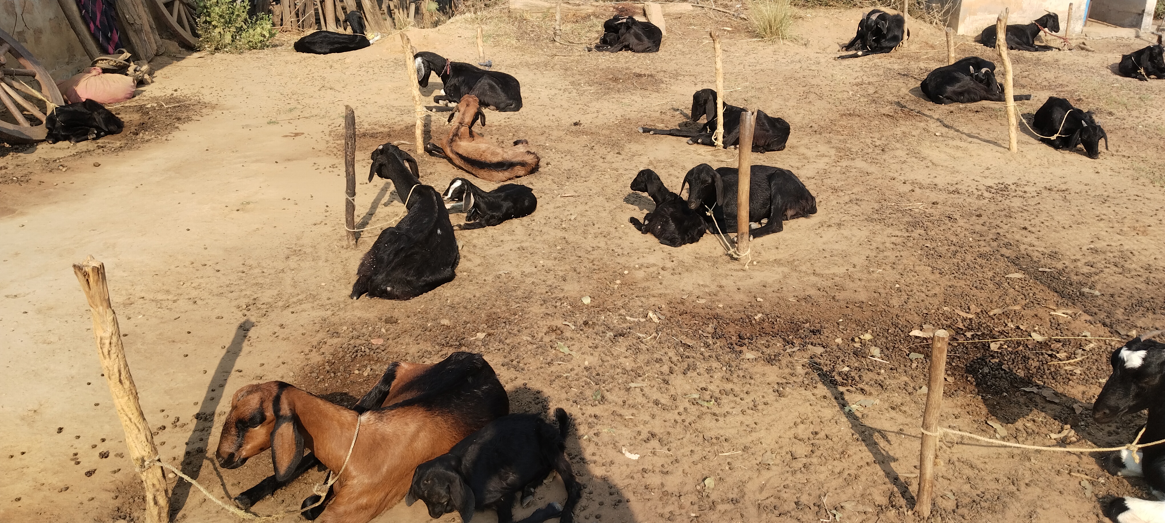 bakra image