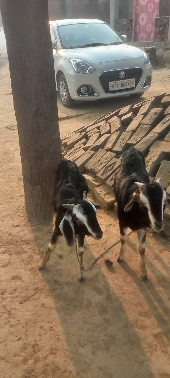 For sale 3 bakre