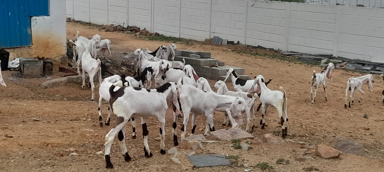 bakra image
