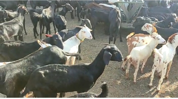 Osmanabadi breed