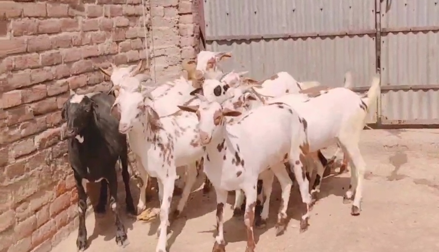 bakra image