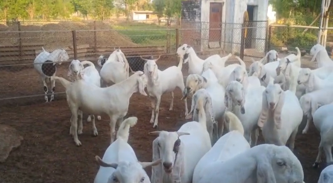 bakra image