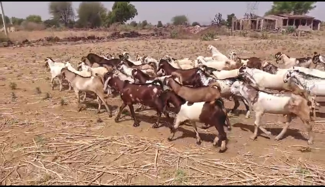 bakra image