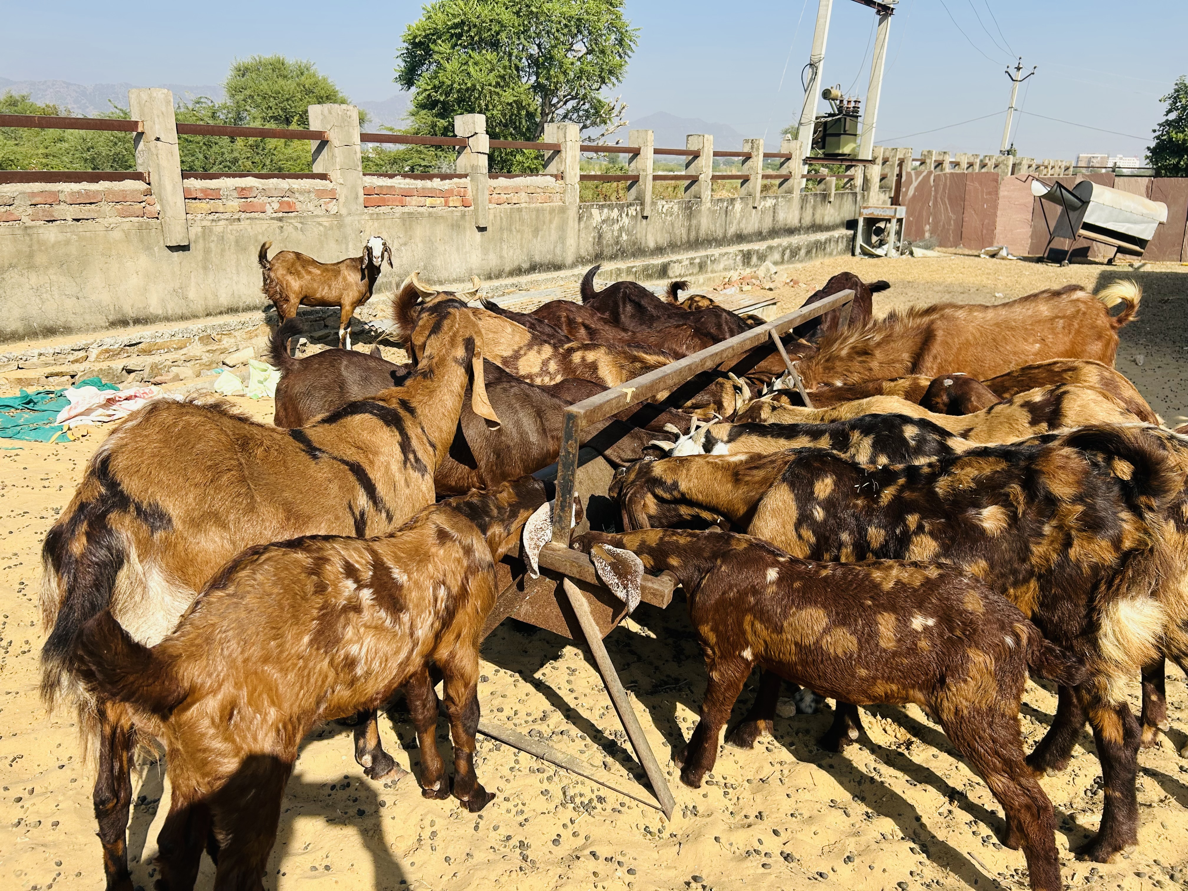 bakra image
