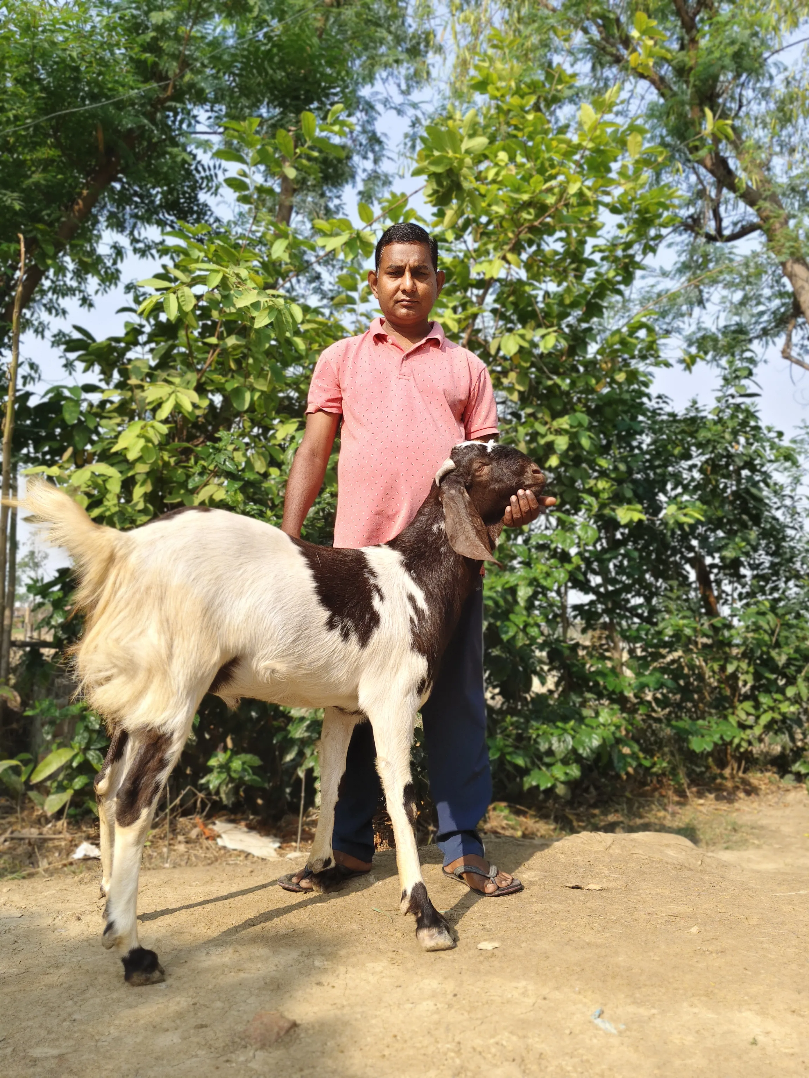 bakra image