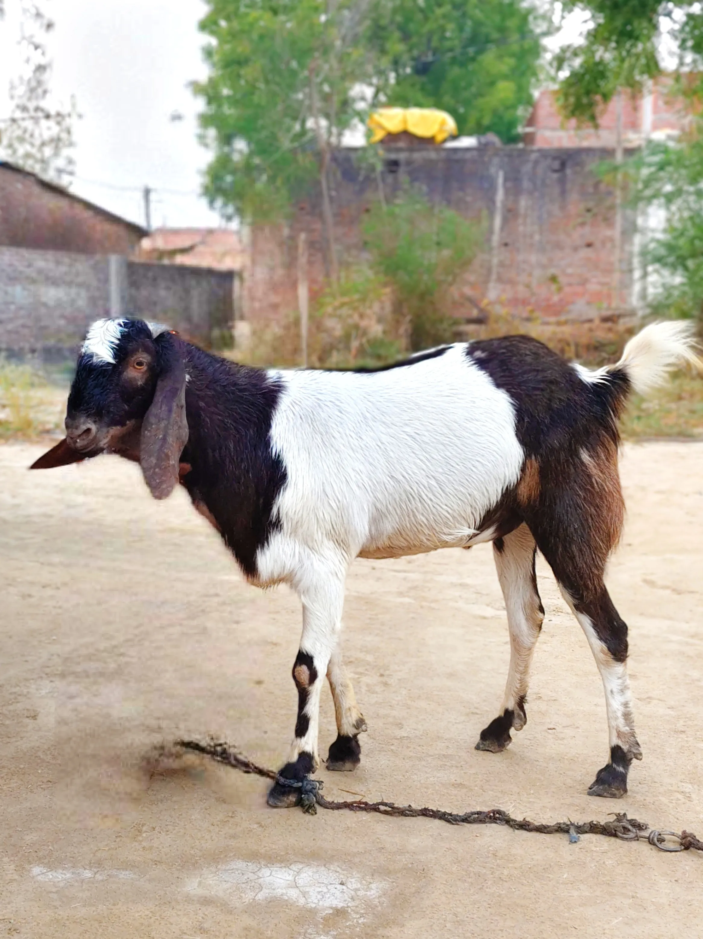 bakra image