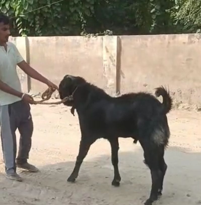 bakra image