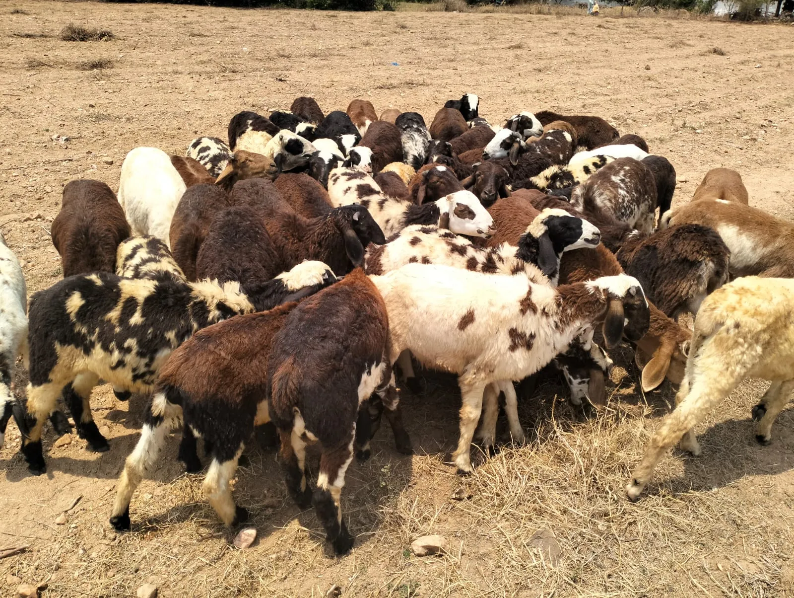 bakra image