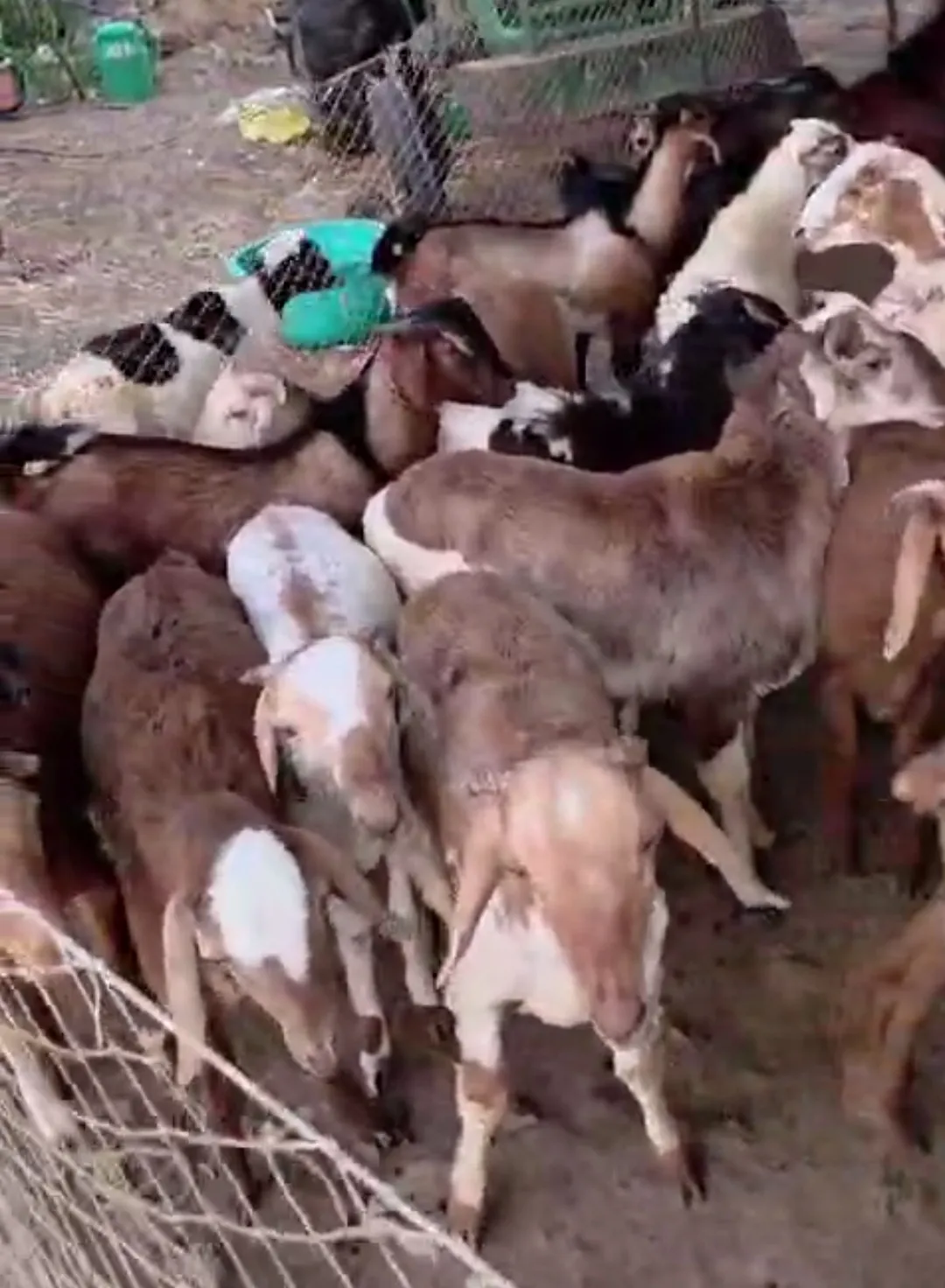 bakra image