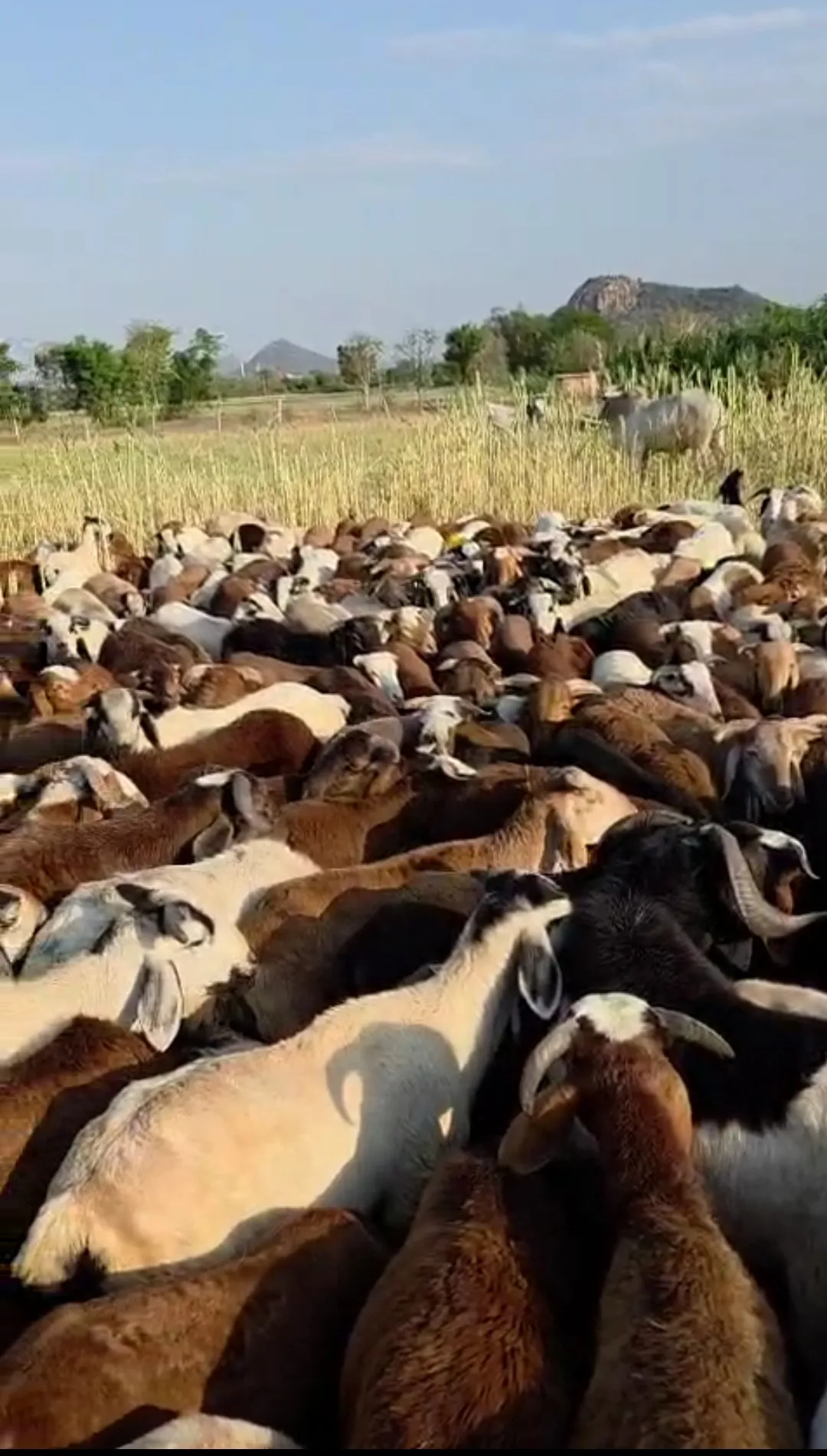 bakra image