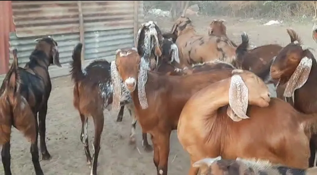 bakra image