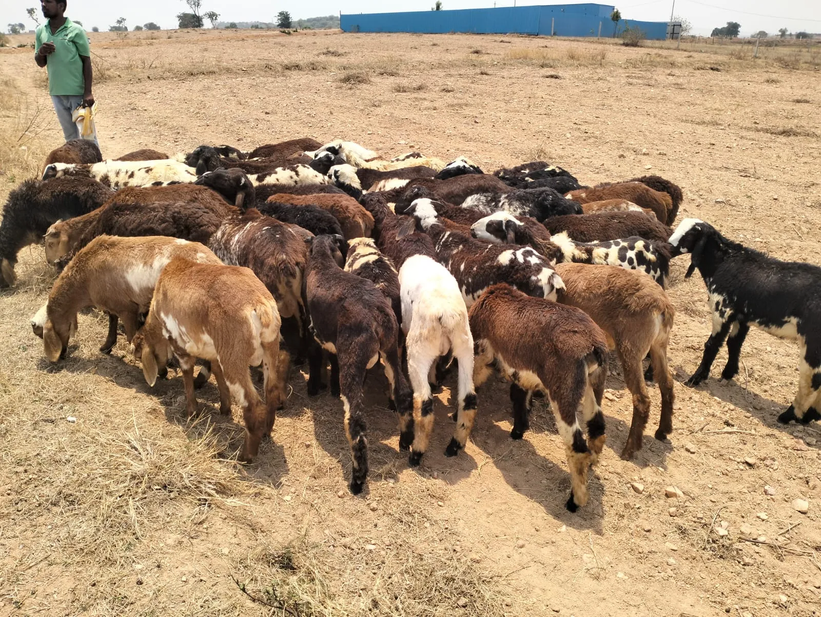 bakra image