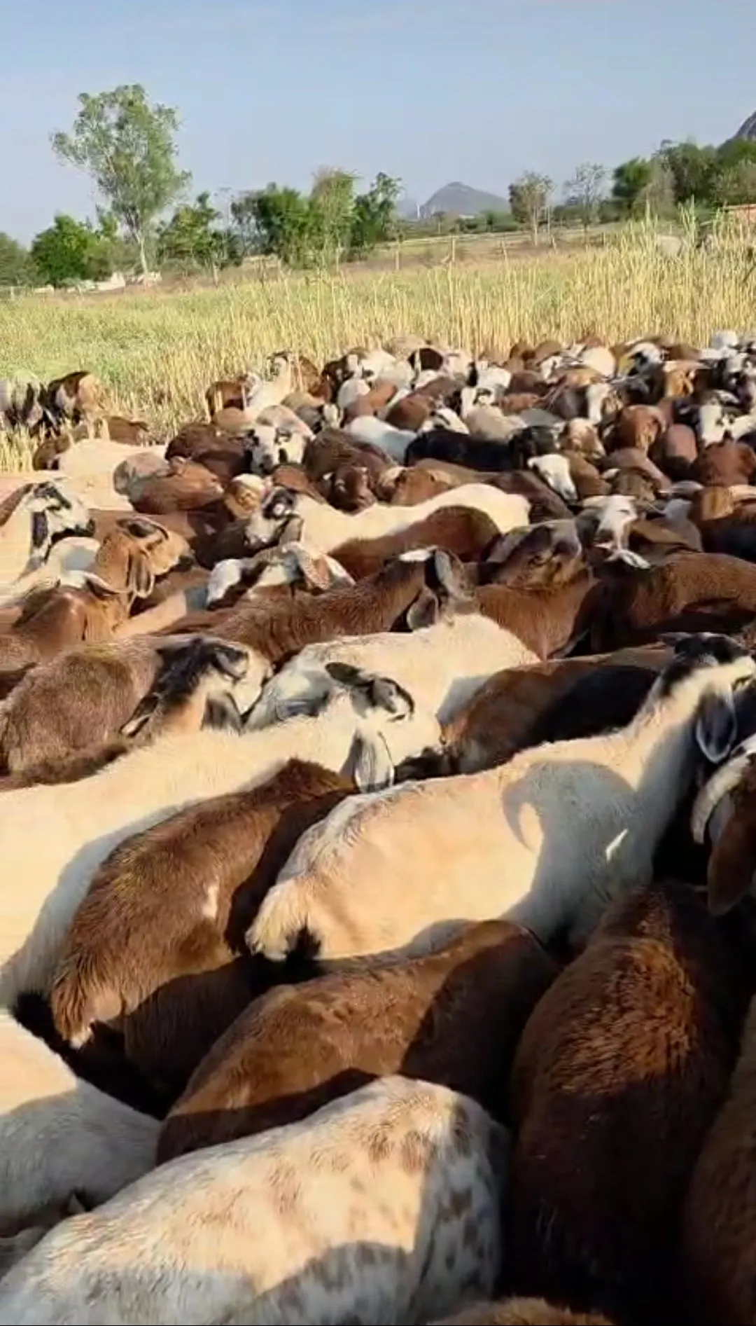 bakra image